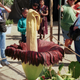 The Amorphophallus Titanum (also known as the penis flower or corpse flower) losing its edge